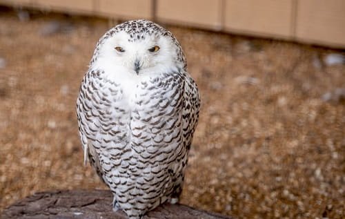 Pet an Owl