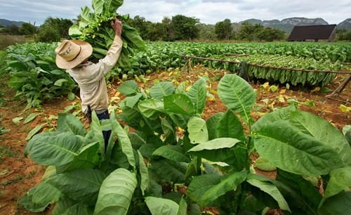 Tobacco Farming