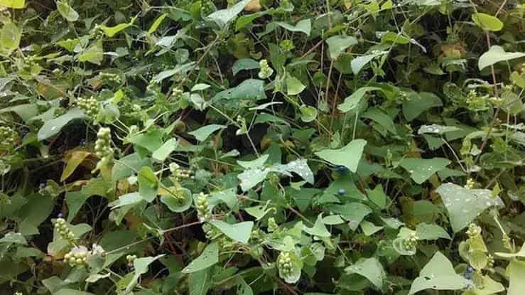 Is It Illegal to Move Invasive Plants in Pennsylvania
