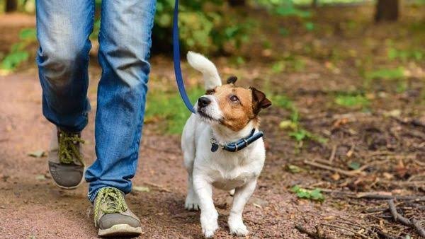Is It Illegal to Name a Pet as a Beneficiary in Pennsylvania