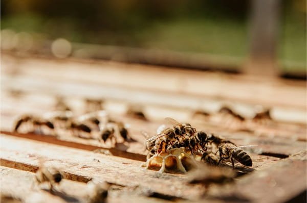 Termite